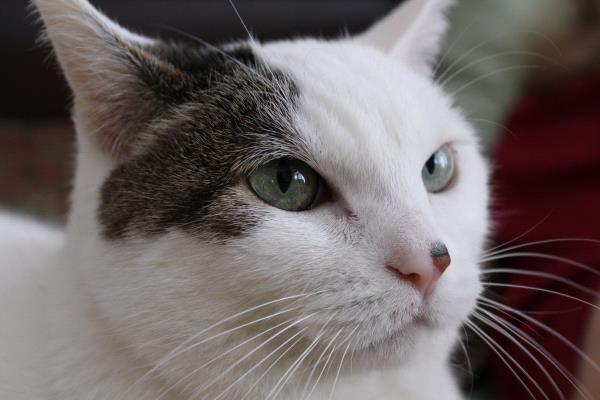 /Images/uploads/Humane Society of Utah/HSUCalendar/entries/663thumb.jpg